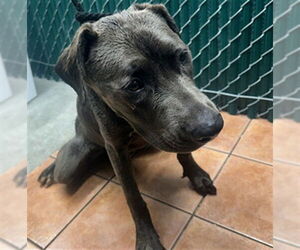 Mutt Dogs for adoption in Downey, CA, USA