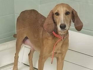 Redbone Coonhound Dogs for adoption in Tavares, FL, USA
