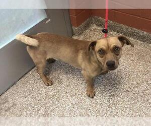 Chiweenie Dogs for adoption in Pueblo, CO, USA