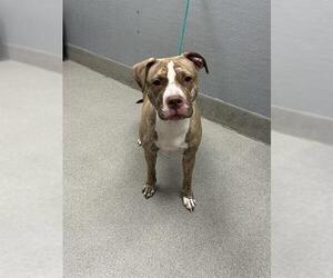 American Pit Bull Terrier-Unknown Mix Dogs for adoption in Las Vegas, NV, USA