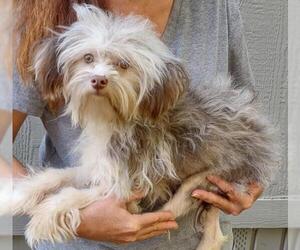 Havanese Dogs for adoption in Cumming, GA, USA