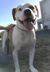 Bullypit Dogs for adoption in Chico, CA, USA