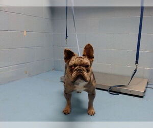 French Bulldog-Unknown Mix Dogs for adoption in Moreno Valley, CA, USA