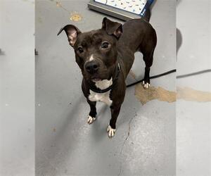 Mutt Dogs for adoption in Peoria, IL, USA