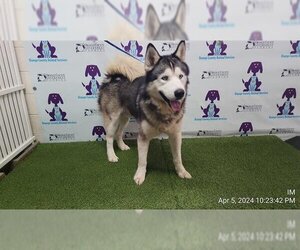 Alaskan Malamute Dogs for adoption in Orlando, FL, USA
