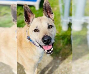 Carolina Dog-Unknown Mix Dogs for adoption in Shaftsbury, VT, USA