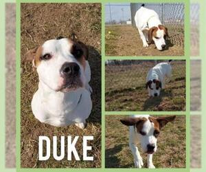 Bulldog Dogs for adoption in Pierceton , IN, USA