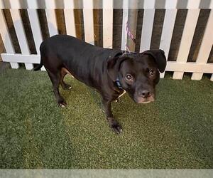 Medium Photo #1 Mutt Puppy For Sale in Modesto, CA, USA