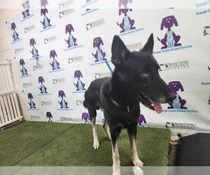 German Shepherd Dog-Unknown Mix Dogs for adoption in Orlando, FL, USA