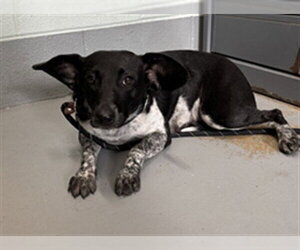 Mutt Dogs for adoption in Corpus Christi, TX, USA