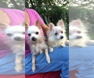 Chihuahua Dogs for adoption in Weston, FL, USA