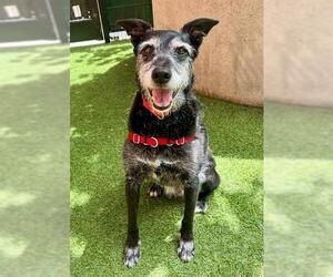 Labrador Retriever Dogs for adoption in San Francisco, CA, USA