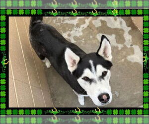 - Mix Dogs for adoption in Ojai, CA, USA