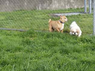 Cav-A-Malt Dogs for adoption in Reedsport, OR, USA
