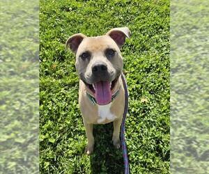American Pit Bull Terrier Dogs for adoption in Sacramento, CA, USA