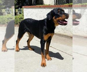 Rotterman Dogs for adoption in Marina del Rey, CA, USA
