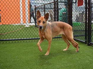German Shepherd Dog Dogs for adoption in Maquoketa, IA, USA