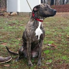 Plott Hound Dogs for adoption in Hamilton, GA, USA