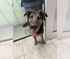 German Shepherd Dog-Unknown Mix Dogs for adoption in Grand Prairie, TX, USA