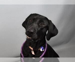 Labrador Retriever Dogs for adoption in Fort Collins, CO, USA