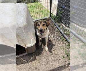 Australian Shepherd Dogs for adoption in Waco, TX, USA