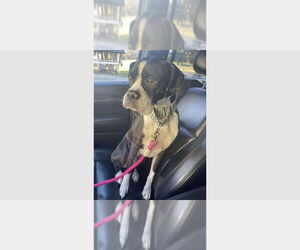 Boxer Dogs for adoption in Austin, TX, USA