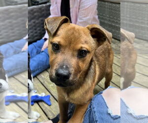 Mutt Dogs for adoption in Bellevue, WA, USA