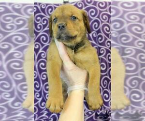 Mastador Dogs for adoption in Morton Grove, IL, USA