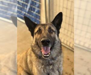 German Shepherd Dog-Unknown Mix Dogs for adoption in Visalia, CA, USA