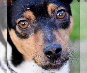 Rat Terrier Dogs for adoption in Lansing, MI, USA