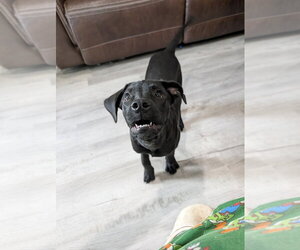 Labrador Retriever-Unknown Mix Dogs for adoption in Boston, MA, USA