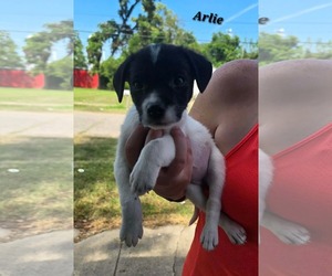 American Pit Bull Terrier-Jack Russell Terrier Mix Dogs for adoption in Oakhurst, NJ, USA