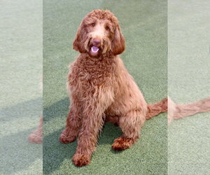 Goldendoodle Dogs for adoption in Glendale , AZ, USA