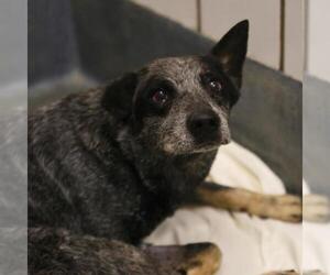 Mutt Dogs for adoption in San Antonio, TX, USA