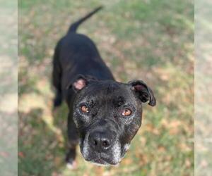 American Pit Bull Terrier-Unknown Mix Dogs for adoption in Texas City, TX, USA
