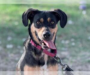 German Shepherd Dog-Unknown Mix Dogs for adoption in Tavares, FL, USA