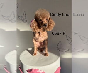 Poodle (Miniature) Dogs for adoption in Studio City, CA, USA