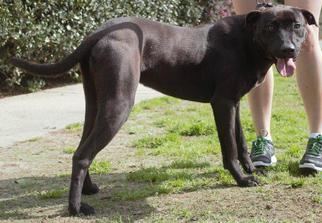Boxador Dogs for adoption in Columbus, GA, USA