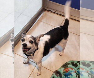 Chihuahua Dogs for adoption in Walnutport, PA, USA