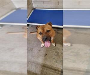 American Pit Bull Terrier-Bulldog Mix Dogs for adoption in Stockton, CA, USA