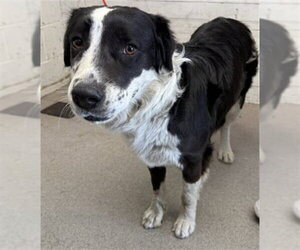 Border-Aussie Dogs for adoption in San Bernardino, CA, USA