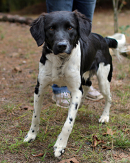 Small Border Collie-Brittany Mix