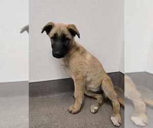 Mutt Dogs for adoption in HESPERIA, CA, USA
