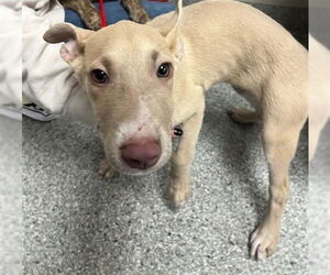 American Pit Bull Terrier-Unknown Mix Dogs for adoption in Pasadena, TX, USA