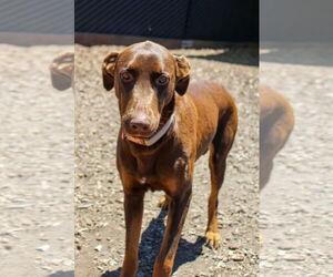 Doberman Pinscher Dogs for adoption in Petaluma, CA, USA