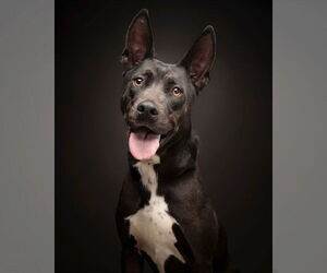 Medium Photo #1 American Pit Bull Terrier-American Staffordshire Terrier Mix Puppy For Sale in Corona, CA, USA