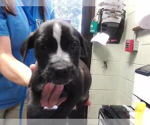 German Shepherd Dog-Unknown Mix Dogs for adoption in Tulsa, OK, USA
