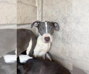 American Pit Bull Terrier-Unknown Mix Dogs for adoption in Oklahoma City, OK, USA