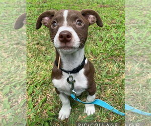 Labrador Retriever-Unknown Mix Dogs for adoption in Virginia Beach, VA, USA