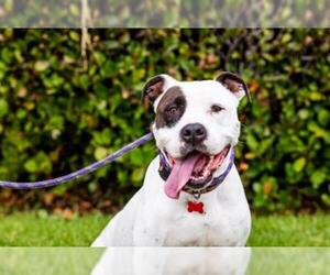 American Bulldog-Pointer Mix Dogs for adoption in El Cajon, CA, USA